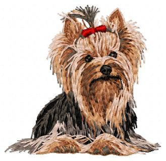 Yorkshire Terrier 5
