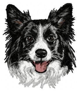 Border Collie 5