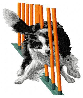 Border Collie - Agility 5