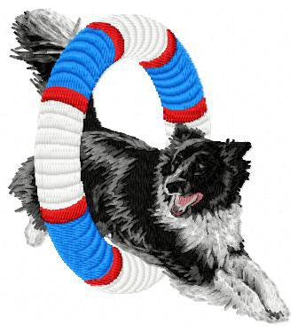 Border Collie - Agility 4