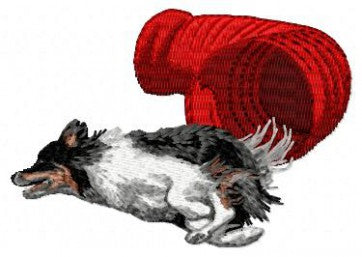 Border Collie - Agility 3