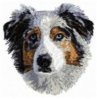Australian Shepherd 2