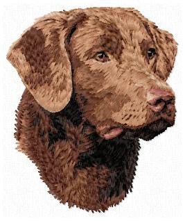 Chesapeake Bay Retriever 1