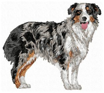 Australian Shepherd 1