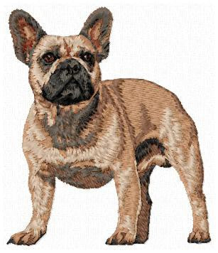 French Bulldog 1