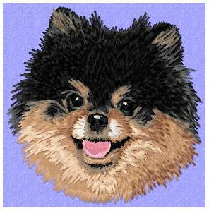 Pomeranian 2