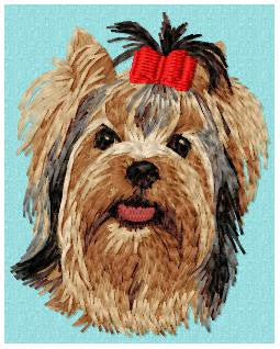 Yorkshire Terrier 2