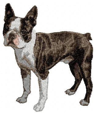 Boston Terrier 3