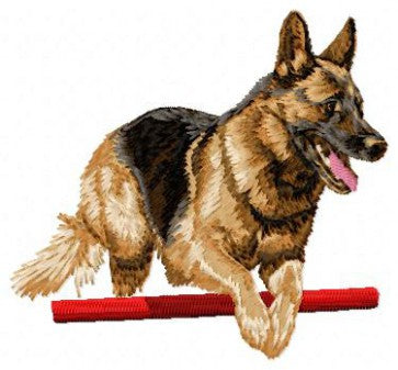 German Shepherd - Agility
