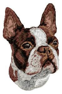 Boston Terrier 1