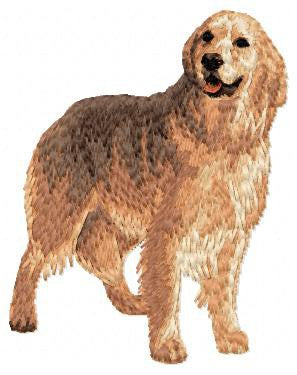 Golden Retriever 3