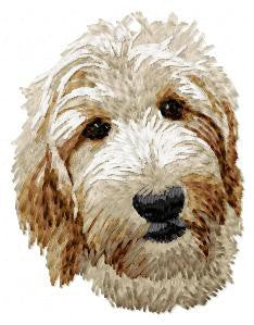 Goldendoodle 2