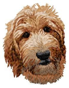Goldendoodle 1