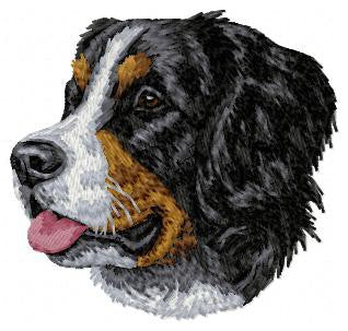 Berner Sennenhund 4