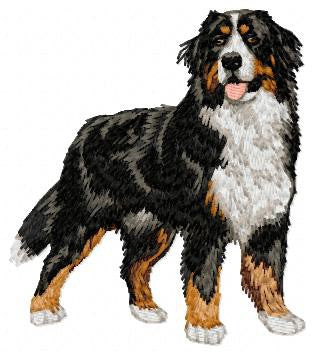 Berner Sennenhund 3