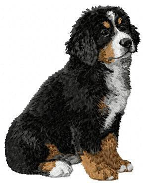 Berner Sennenhund 2