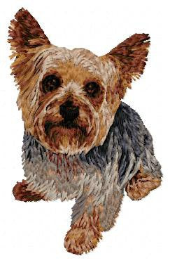 Yorkshire Terrier 8