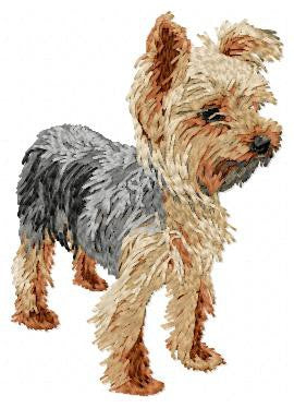 Yorkshire Terrier 7