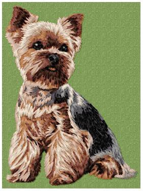 Yorkshire Terrier 6