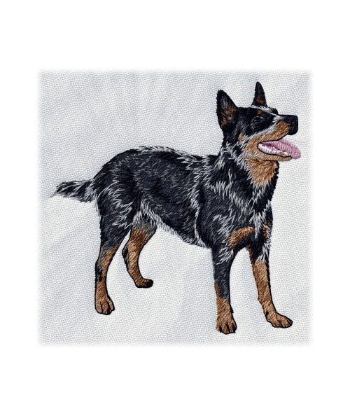 Australský honácký pes 3