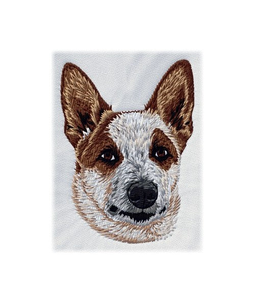 Australský honácký pes 2