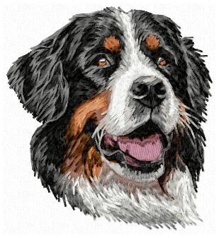 Berner Sennenhund 1