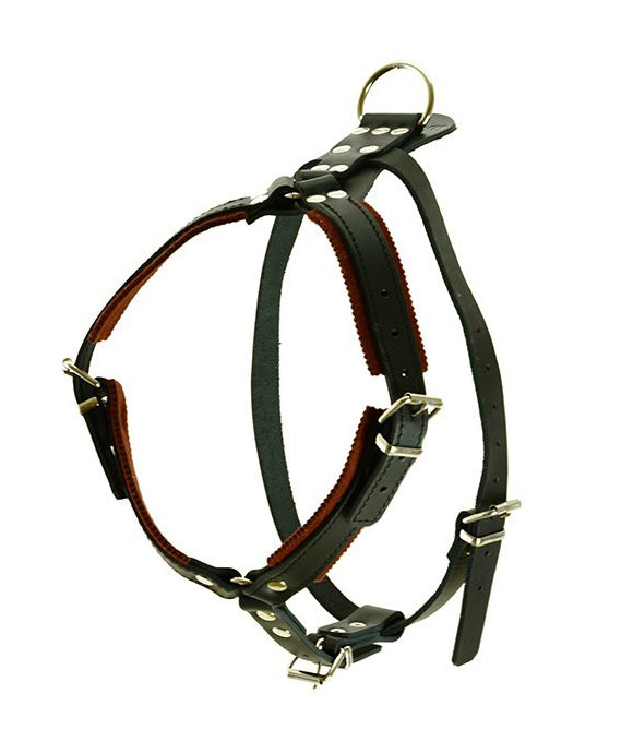Hetzgeschirr Leder - Hündinnen