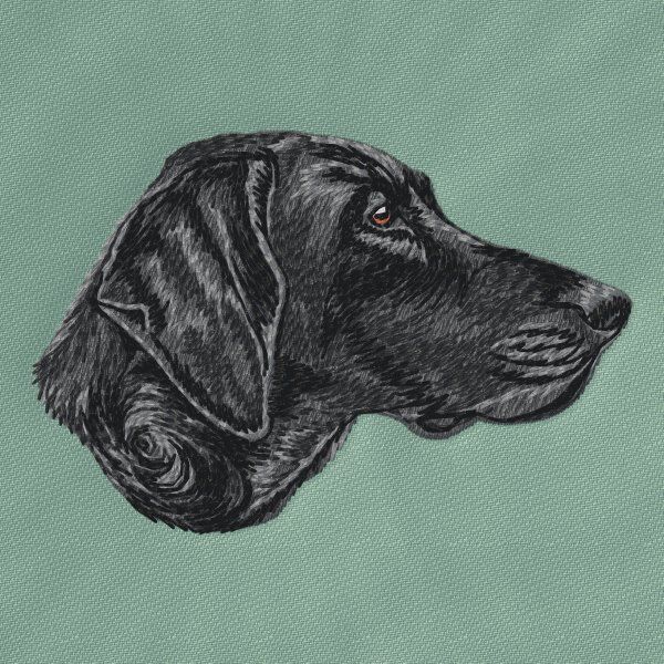 German Shorthaired Pointer 8