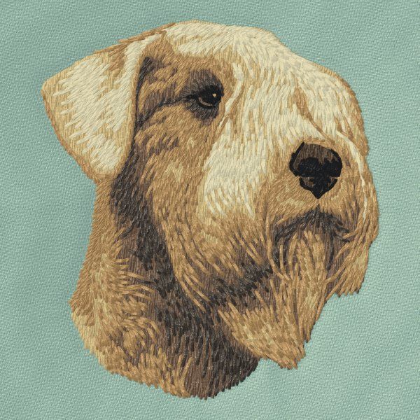 Soft-coated Wheaten Terrier 4
