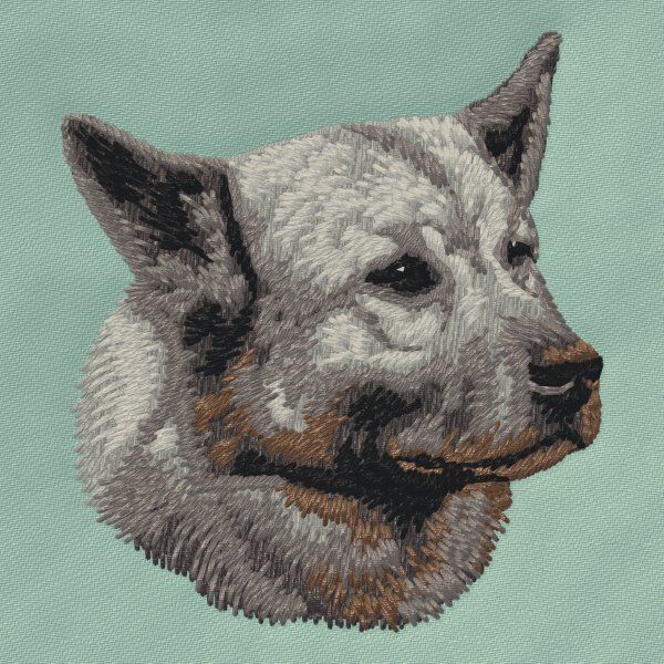 Norský losí pes šedý 2