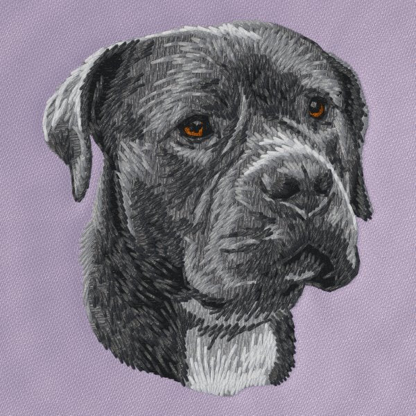 American Staffordshire Terrier 6