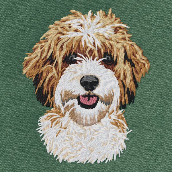 Cavachon 2