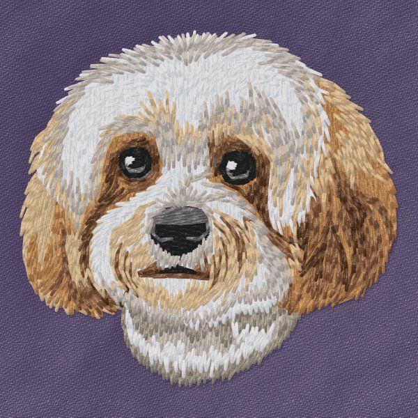 Cavachon 1