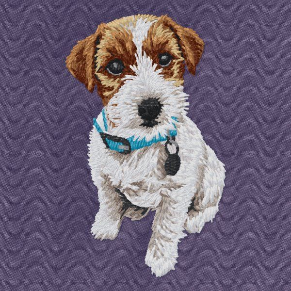 Jack Russell Terrier 15