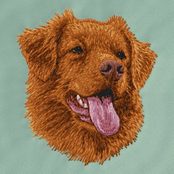 Kanadský retrívr 13