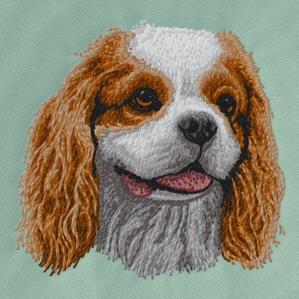 Cavalier King Charles Spaniel 17