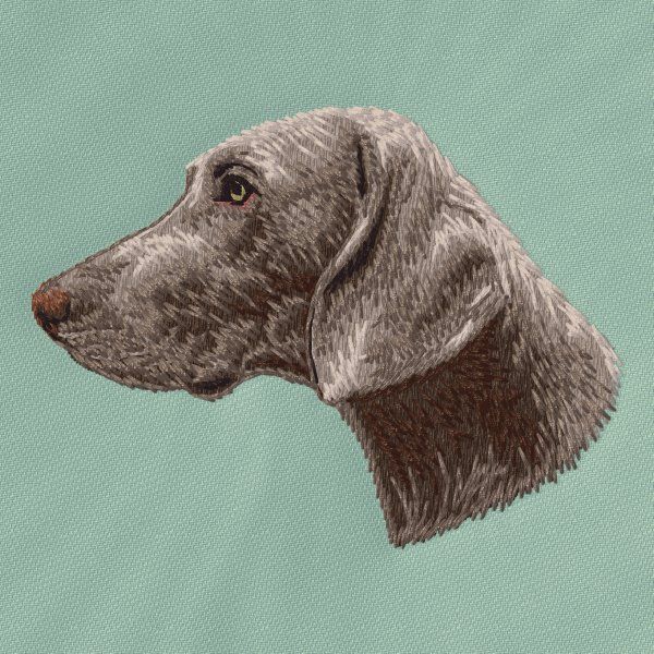 German Shorthaired Pointer 7