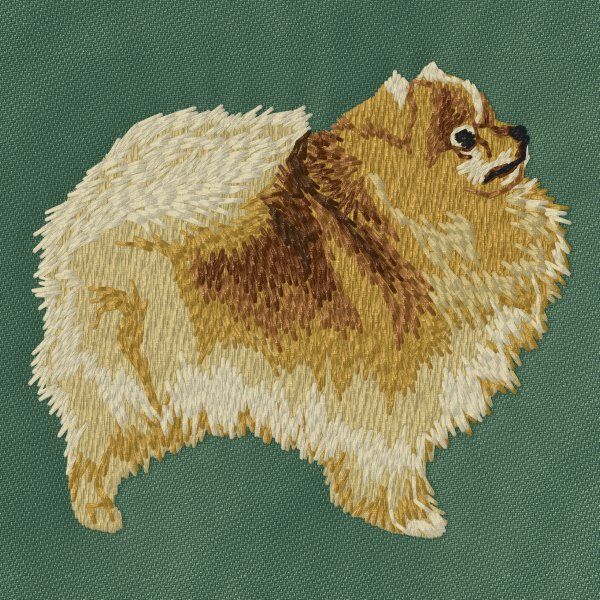 Pomeranian 9