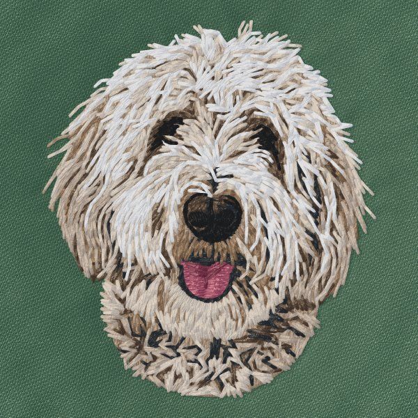 Goldendoodle 4