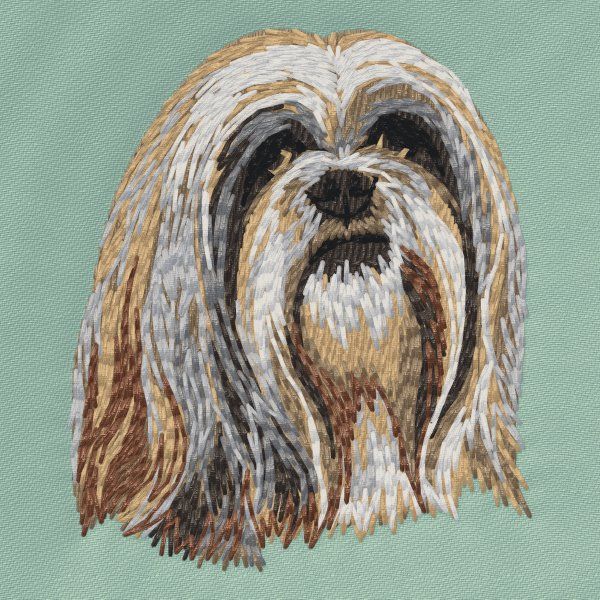 Lhasa Apso 3