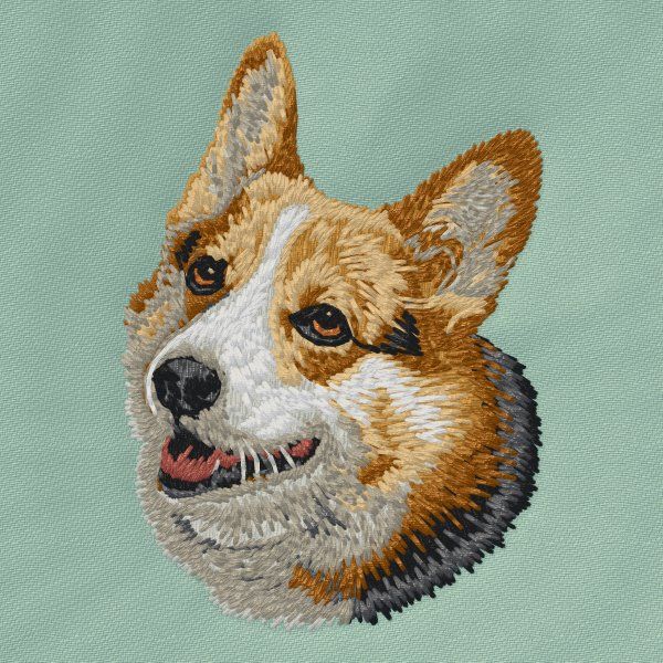 Welsh Corgi Pembroke 6