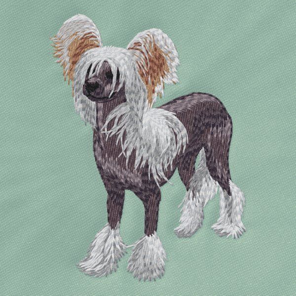 Čínský chocholatý pes 8