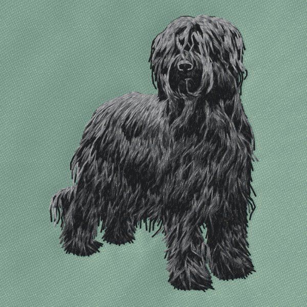 Briard 4