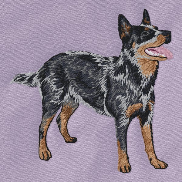 Australian Kelpie 4
