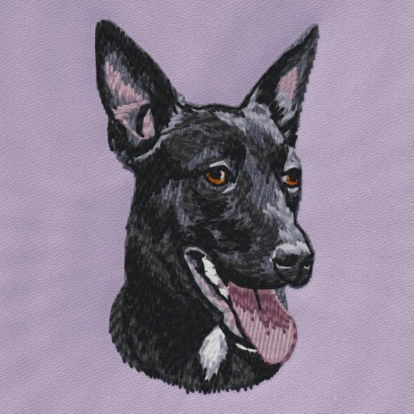 Australian Kelpie 2