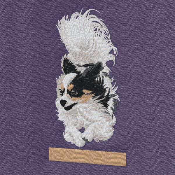 Papillon - Agility