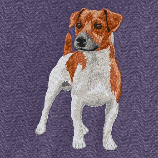 Jack Russell Terrier 14