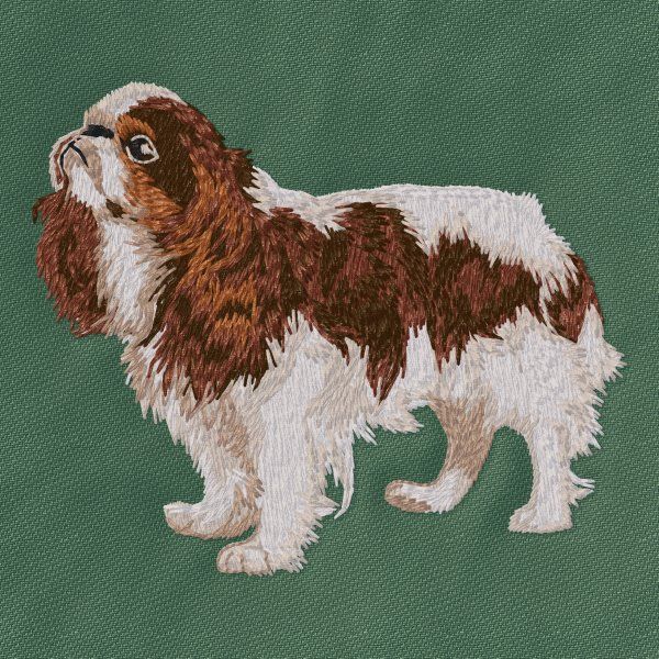 Cavalier King Charles Spaniel 21