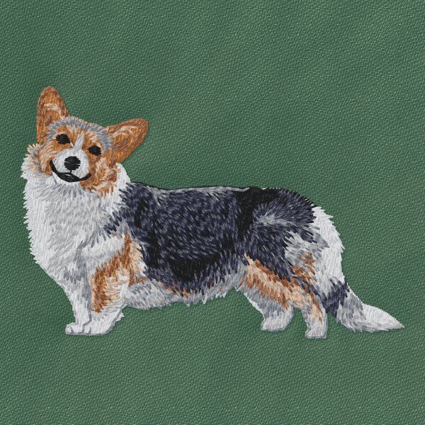 Welsh Corgi Pembroke 5