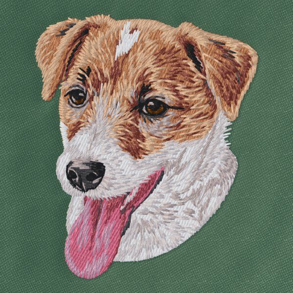 Jack Russell Terrier 13
